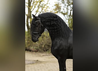 Friesian horses, Stallion, 5 years, 16,1 hh, Black