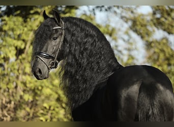 Friesian horses, Stallion, 5 years, 16,1 hh, Black