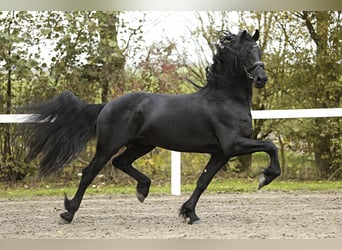 Friesian horses, Stallion, 5 years, 16,1 hh, Black