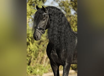 Friesian horses, Stallion, 5 years, 16,1 hh, Black