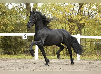 Friesian horses, Stallion, 5 years, 16,1 hh, Black