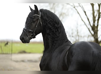 Friesian horses, Stallion, 5 years, 16,1 hh, Black