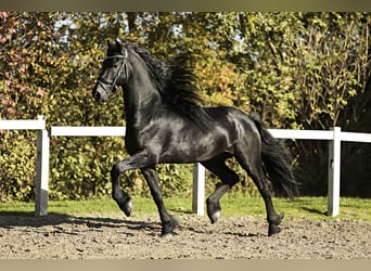 Friesian horses, Stallion, 5 years, 16,1 hh, Black