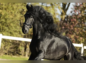 Friesian horses, Stallion, 5 years, 16,1 hh, Black