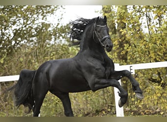 Friesian horses, Stallion, 5 years, 16,1 hh, Black