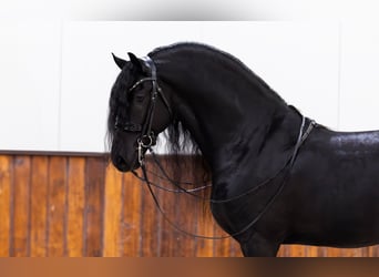 Friesian horses, Stallion, 5 years, 16,1 hh, Black