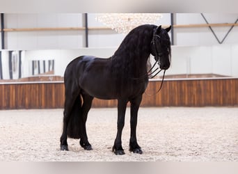 Friesian horses, Stallion, 5 years, 16,1 hh, Black