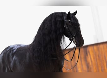 Friesian horses, Stallion, 5 years, 16,1 hh, Black