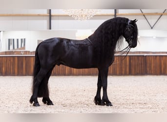 Friesian horses, Stallion, 5 years, 16,1 hh, Black