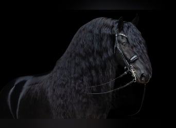 Friesian horses, Stallion, 5 years, 16,1 hh, Black