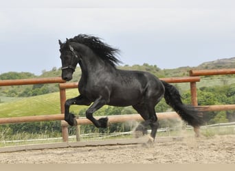 Friesian horses, Stallion, 5 years, 16.1 hh, Black