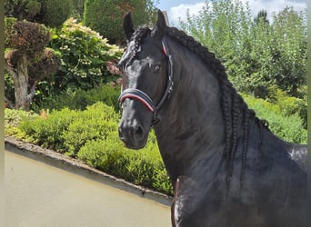 Friesian horses, Stallion, 5 years, 16.1 hh, Black