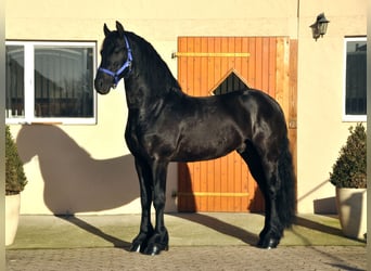 Friesian horses, Stallion, 5 years, 16.1 hh, Black