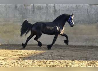 Friesian horses, Stallion, 5 years, 16.1 hh, Black