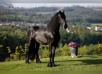 Friesian horses, Stallion, 5 years, 16.1 hh, Black