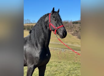 Friesian horses, Stallion, 5 years, 16.1 hh, Black