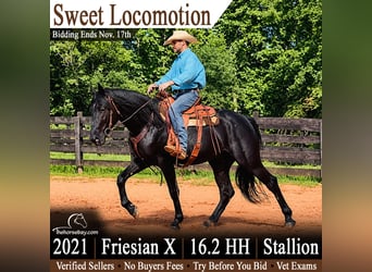 Friesian horses Mix, Stallion, 5 years, 16.1 hh, Black