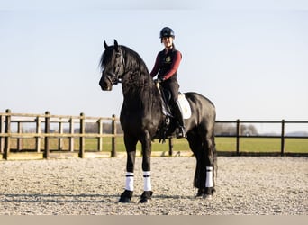 Friesian horses, Stallion, 5 years, 16,2 hh, Black