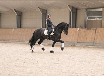 Friesian horses, Stallion, 5 years, 16,2 hh, Black