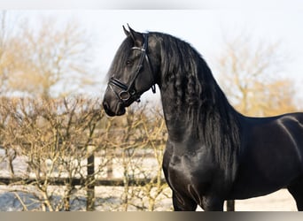 Friesian horses, Stallion, 5 years, 16,2 hh, Black