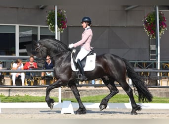 Friesian horses, Stallion, 5 years, 16,2 hh, Black