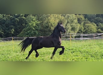 Friesian horses, Stallion, 5 years, 16.2 hh, Black