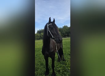 Friesian horses, Stallion, 5 years, 16.2 hh, Black