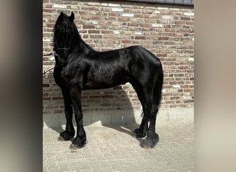 Friesian horses, Stallion, 5 years, 16.2 hh, Black