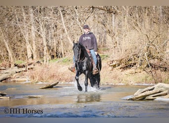 Friesian horses, Stallion, 5 years, 16.2 hh, Black