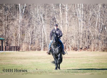 Friesian horses, Stallion, 5 years, 16.2 hh, Black