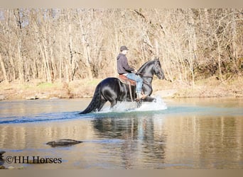 Friesian horses, Stallion, 5 years, 16.2 hh, Black