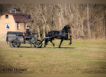 Friesian horses, Stallion, 5 years, 16.2 hh, Black