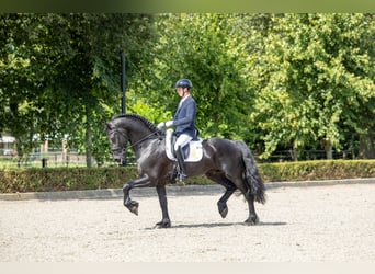 Friesian horses, Stallion, 5 years, 16.2 hh