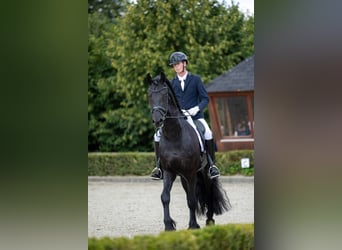 Friesian horses, Stallion, 5 years, 16.2 hh