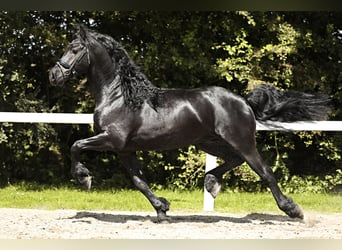 Friesian horses, Stallion, 5 years, 16 hh, Black