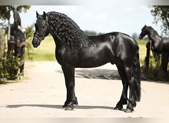 Friesian horses, Stallion, 5 years, 16 hh, Black