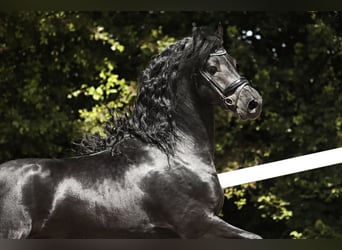 Friesian horses, Stallion, 5 years, 16 hh, Black