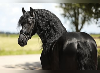 Friesian horses, Stallion, 5 years, 16 hh, Black