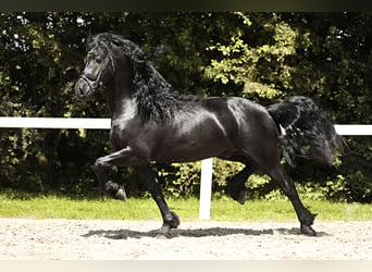 Friesian horses, Stallion, 5 years, 16 hh, Black