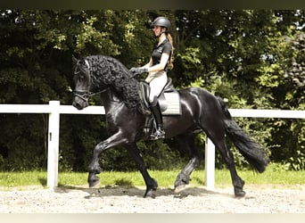 Friesian horses, Stallion, 5 years, 16 hh, Black