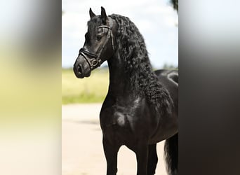 Friesian horses, Stallion, 5 years, 16 hh, Black