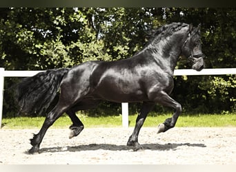 Friesian horses, Stallion, 5 years, 16 hh, Black