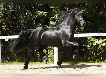 Friesian horses, Stallion, 5 years, 16 hh, Black