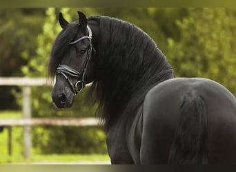 Friesian horses, Stallion, 5 years, 16 hh, Black