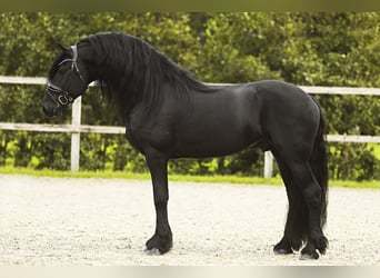 Friesian horses, Stallion, 5 years, 16 hh, Black