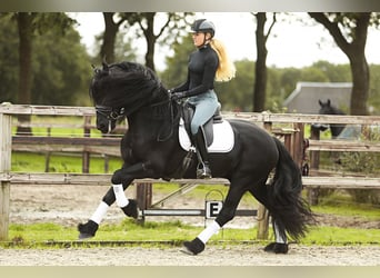 Friesian horses, Stallion, 5 years, 16 hh, Black