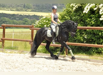 Friesian horses, Stallion, 5 years, 16 hh, Black