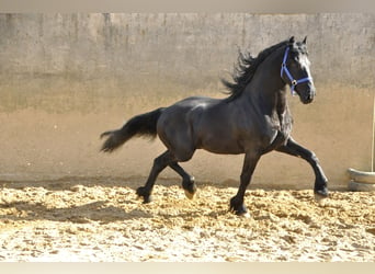 Friesian horses, Stallion, 5 years, 16 hh, Black