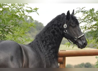 Friesian horses, Stallion, 5 years, 16 hh, Black