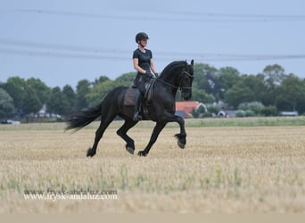 Friesian horses, Stallion, 5 years, 16 hh, Black